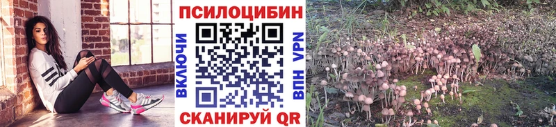 где купить наркоту  Баксан  Псилоцибиновые грибы MAGIC MUSHROOMS 